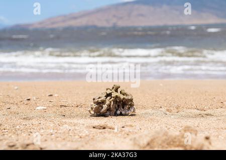 Un pezzo di corallo morto si è lavato su una spiaggia Hawaiiana. Foto Stock