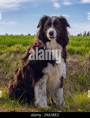 Un ritratto verticale di un cane Collie bordo in un campo Foto Stock