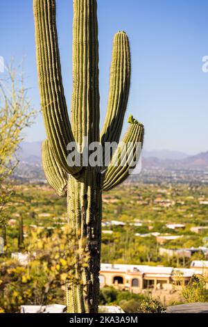 Un colpo verticale di un cactus Saguaro arboreo cresciuto in un campo deserto in estate Foto Stock