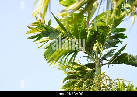 Areca noce, Areca noce palma o Areca palma o Betel noce palma o Betel noci o Areca Catechu L o ARECACEAE o PALMAE o PALMACEAE o Areca noce semi su Th Foto Stock