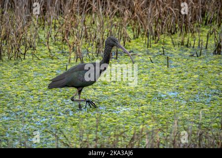 ibis plegado falcinellus lucido un uccello simile a un airone con un lungo becco curvo Foto Stock