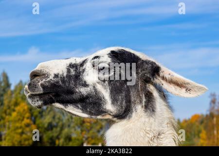 Ritratto di Llama nell'autunno 2022 Foto Stock