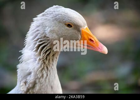 Un primo piano di un'oca domestica su uno sfondo sfocato Foto Stock
