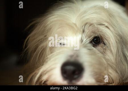 Il cane è sdraiato sul pavimento. Museruola del cane. L'animale a casa è annoiato. Animali domestici nell'appartamento. Foto Stock