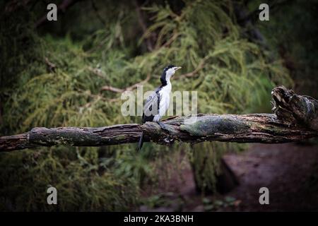 Un selettivo di un cormorante di faccia nera (Phalacrocorax fuscescens) su un ramo Foto Stock