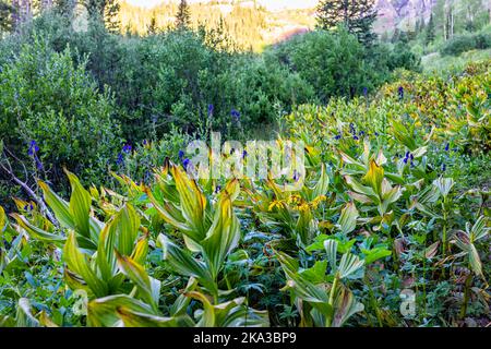 Sentiero escursionistico percorso per il lago di ghiaccio a Silverton, Colorado nel mese di agosto estate alba con primo piano di piante verdi false ellebore foglie fogliame in v Foto Stock