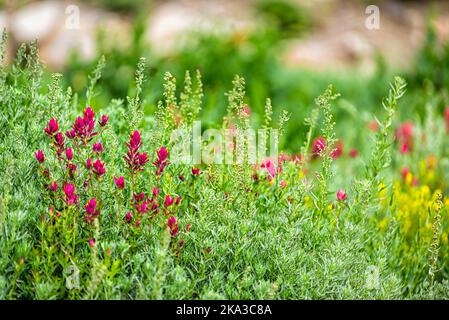 Primo piano di prato e piante di fiori rossi e gialli a pennello in Albion Basin, Utah, stagione estiva di fiori selvatici nelle montagne rocciose di Wasatch Foto Stock