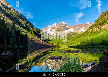 Gruppo di helianthella daisy gialla uniflora, l'helianthella oneflower, fiori di fiori selvatici in primo piano del lago di Maroon Bells e picco nelle giornate di sole Foto Stock