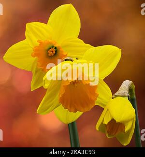 Daffodils selvaggi (narcissus pseudonarcissus) sei petali gialli a punta larga intorno a una tromba gialla arancione più scura, tre fiori piante primaverili stagionali Foto Stock