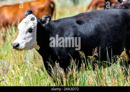 Flaming Gorge Park in estate soleggiata in Utah con molte mucche al pascolo closeup su erba mandria vicino ranch con bianco e nero angus mucca Foto Stock