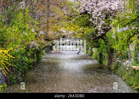 Shimogyo Ward, quartiere residenziale di Kyoto Giappone in primavera con petali di fiori di ciliegio che cadono soffiando nel vento lungo il canale del fiume in aprile Foto Stock