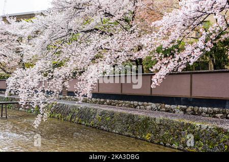 Kyoto, Giappone Gion quartiere con fiori di ciliegio sakura alberi fiori in primavera giardino parco con petali galleggianti sulle acque del fiume Shirakawa Foto Stock