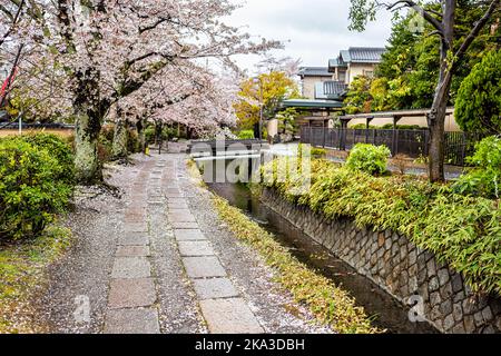 Kyoto, Giappone fiore di ciliegi sakura petali di fiori cadendo in primavera vicino al famoso percorso filosofo giardino parco sul fiume e ponte di pietra Foto Stock