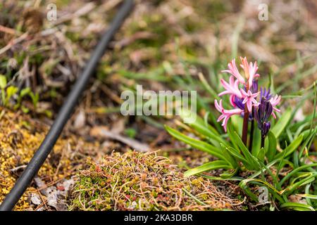 Macro primo piano di gemme viola rosa e bianco fiori di giacinto olandese fioriscono sul terreno a Takayama, Giappone in primavera nel giardino giapponese Foto Stock