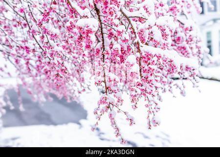 Primo piano del ramo innevato dell'albero giapponese sakura con fiore di ciliegio sul ramo a Fairfax, Virginia vicino Washington DC con fiori di petalo rosa Foto Stock