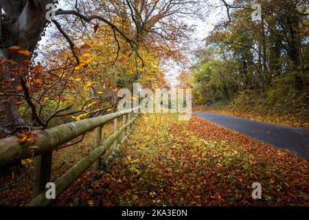 Modifica creativa di foglie d'autunno e colori sulla strada per Rousham in Oxfordshire rurale. Novembre 2016 Foto Stock