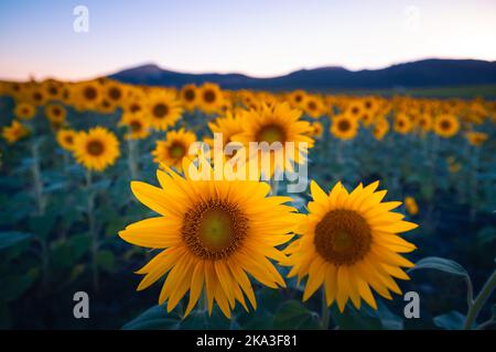 Pittoresco paesaggio di vasto campo agricolo con girasoli gialli in fiore nella campagna estiva durante il tramonto Foto Stock