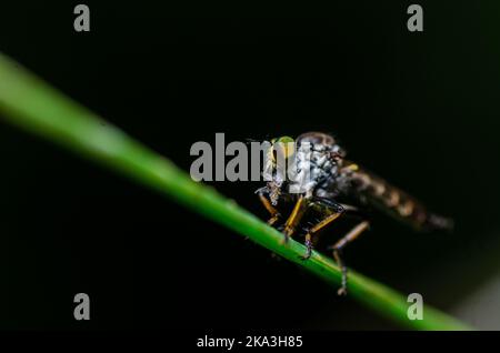 Un macrofo di una mosca rapinatore appollaiata su una foglia verde su uno sfondo scuro Foto Stock
