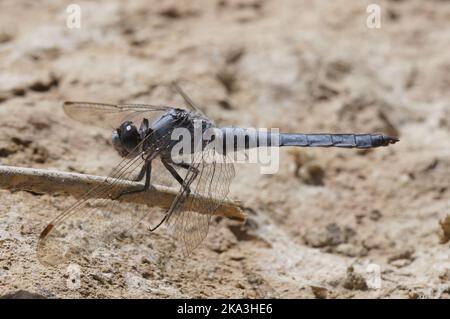 Dettaglio primo piano su una libellula mediterranea Skimmer meridionale, Orthetrum brunneum seduta su una pietra Foto Stock