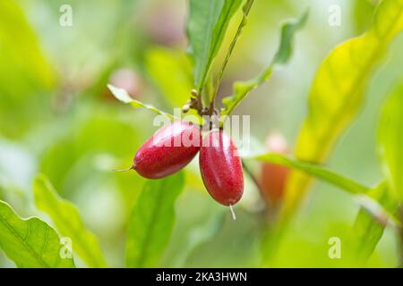 Frutti del miracolo (Synsepalum dulcificum) su una pianta, conosciuta anche come miracolo bacche, bacche dolci, bacche miracolose. Foto Stock