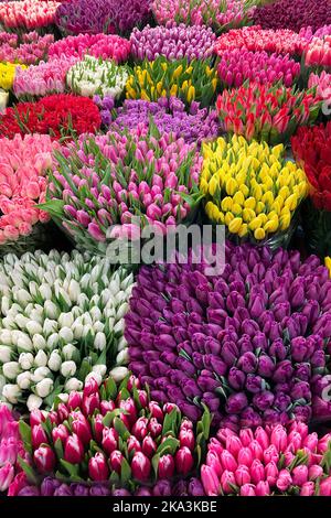 Tulipani colorati in vendita al mercato dei fiori. Sfondo primaverile Foto Stock