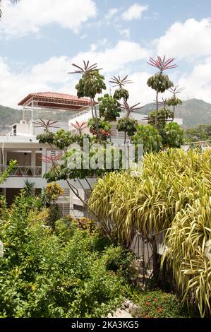 Hotel Grounds, Port-au-Prince, Haiti - questa vecchia casa coloniale è stata trasformata in un hotel Foto Stock