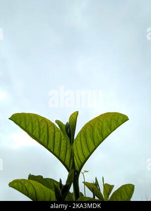 Un primo piano verticale di Mitragyna speciosa foglia (kratom), pianta su uno sfondo blu cielo Foto Stock
