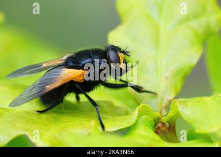 Dettaglio primo piano su una mosca nera e arancione, Mesembrina meridiana seduta su una foglia verde Foto Stock