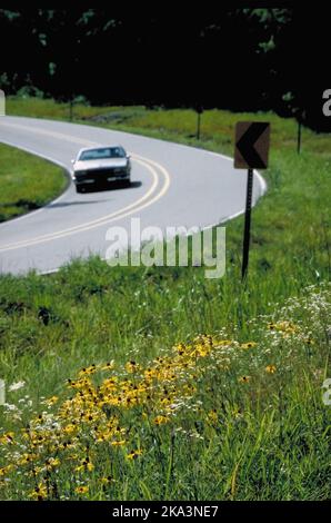 I fiori selvatici di Black Eyed Susan si aggiungono a questo tratto di autostrada curvilinea nelle Ozarks del Missouri vicino a Branson, Missouri. Foto Stock