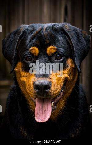 Uno scatto verticale di Rottweiler con linguetta fuori guardando la telecamera Foto Stock