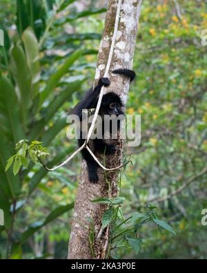 Un colpo verticale di una scimmia ragno su un albero Foto Stock