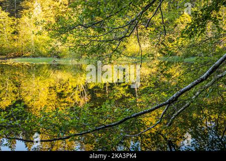 Guardando i rami dell'albero che pendono giù sopra un lago vicino al tramonto. Cascade Lake Lagoon, Moran state Park, Orcas Island, Washington. Foto Stock
