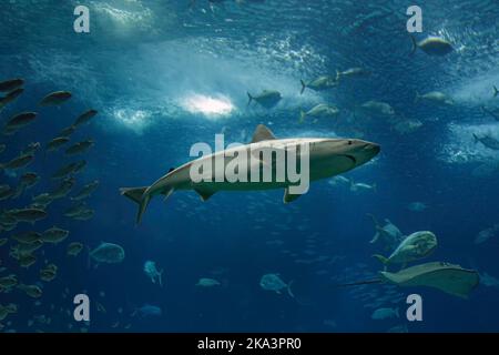 Squalo che passa in un acquario di acqua salata Foto Stock