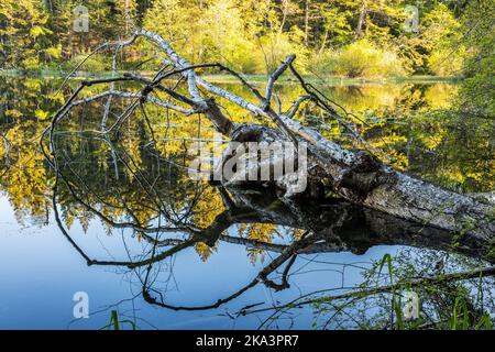 Un albero caduto e riflessioni nel tardo pomeriggio nella laguna su Cascade Lake, Moran state Park, Orcas Island, Washington. Foto Stock