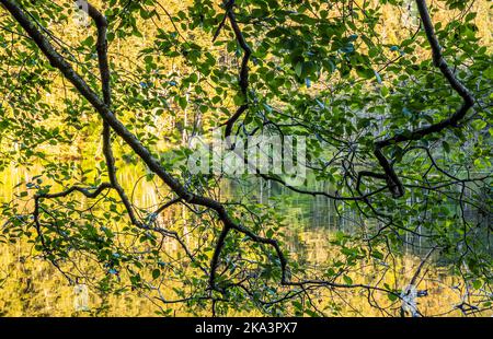 Guardando i rami dell'albero che pendono giù sopra un lago vicino al tramonto. Cascade Lake Lagoon, Moran state Park, Orcas Island, Washington. Foto Stock