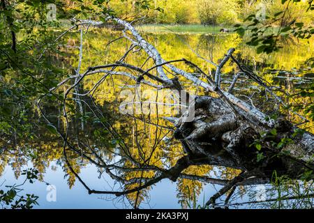 Un albero caduto e riflessioni nel tardo pomeriggio nella laguna su Cascade Lake, Moran state Park, Orcas Island, Washington. Foto Stock