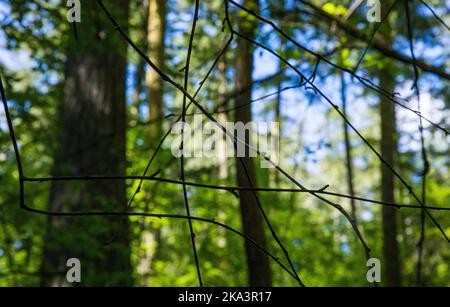 Un primo piano di ramoscelli appesi sotto un albero in una foresta, l'ostruzione Pass state Park, Washington. Foto Stock