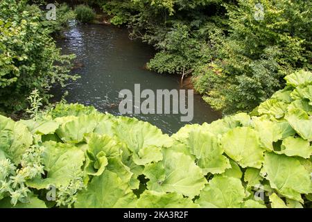Un bellissimo lago Grza, fiume Grza in Serbia Foto Stock