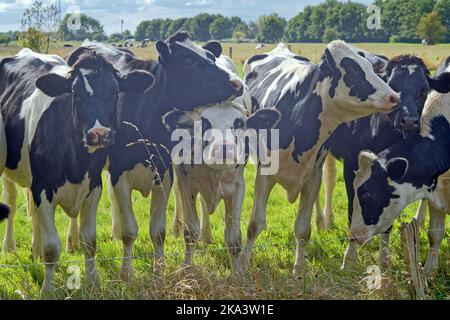 Mandria di giovani vacche in un campo in estate, Frisia orientale, bassa Sassonia, Germania Foto Stock