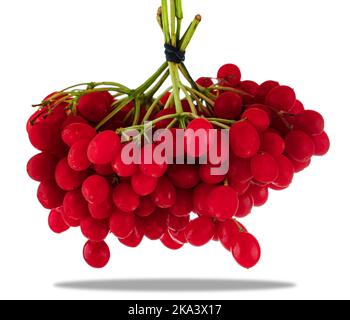 mazzo di viburno rosso isolato su sfondo bianco Foto Stock