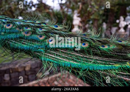 Vista laterale della coda di pavone ripiegata. Per lo più sfocato foto vivaci piume colorate Foto Stock