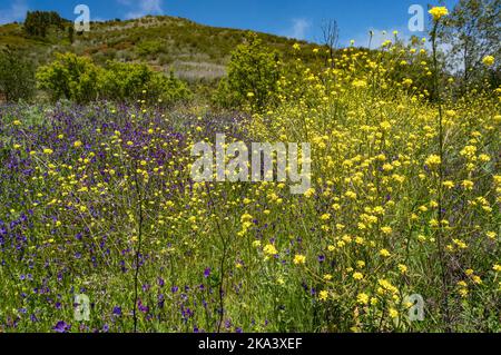 Campo di fiori, vipere-lucentezza viola e senape di bue. Fiori primaverili selvatici Foto Stock