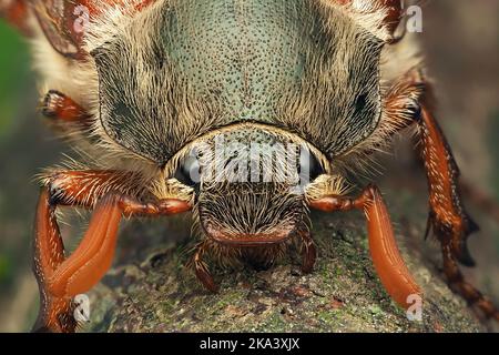 Primo piano di un cockchafer (melolontha melolontha) sul ramo. Tipperary, Irlanda Foto Stock