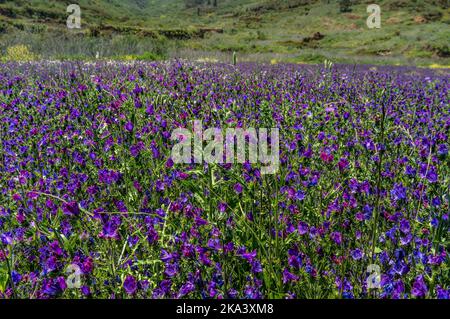 Campo di fiori, viola vipers-lucido. Fiori primaverili selvatici Echium plantagineum Foto Stock