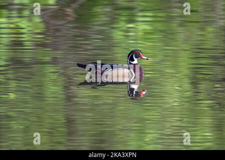 Un bel colpo di un'anatra che guadi in uno stagno Foto Stock