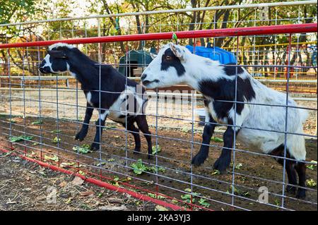 Le caprine del bambino nelle loro penne alla mostra di fiera dell'azienda agricola Foto Stock