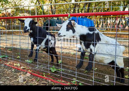 Le caprine del bambino nelle loro penne alla mostra di fiera dell'azienda agricola Foto Stock