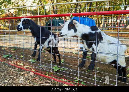 Le caprine del bambino nelle loro penne alla mostra di fiera dell'azienda agricola Foto Stock