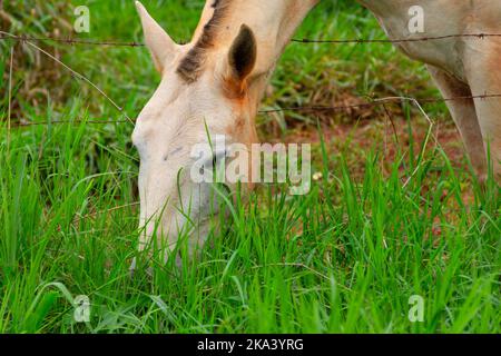 Goiânia, Goias, Brasile – 30 ottobre 2022: Primo piano sulla faccia di un cavallo bianco, un po' sporco di sporcizia, e mangiare erba fresca. Foto Stock
