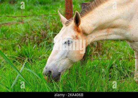 Goiânia, Goias, Brasile – 30 ottobre 2022: Primo piano sulla faccia di un cavallo bianco, un po' sporco di sporcizia, e mangiare erba fresca. Foto Stock